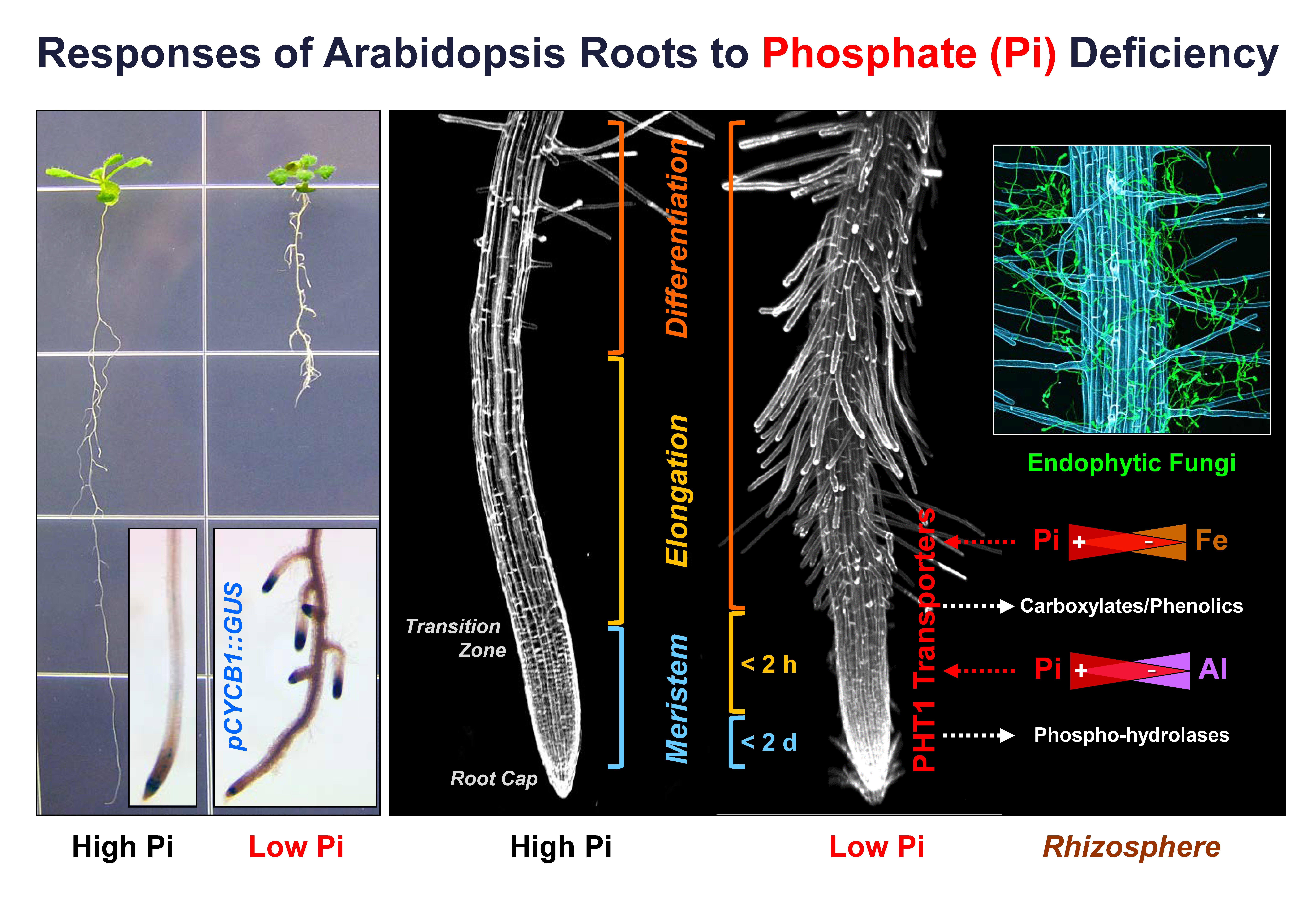 Root tip. Root tip
