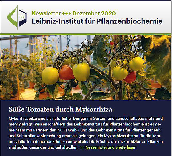 IPB-Newsletter zum Jahresende