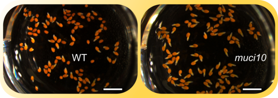 Figure 2  Enhanced growth of <i>muci10</i> seeds with unbranched HM during salt stress