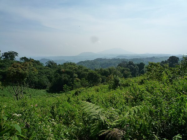 Medicinal plants thrive in biodiversity hotspots: New approach to phylogenetically guided drug discovery