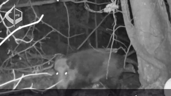 Beware of the wild boars