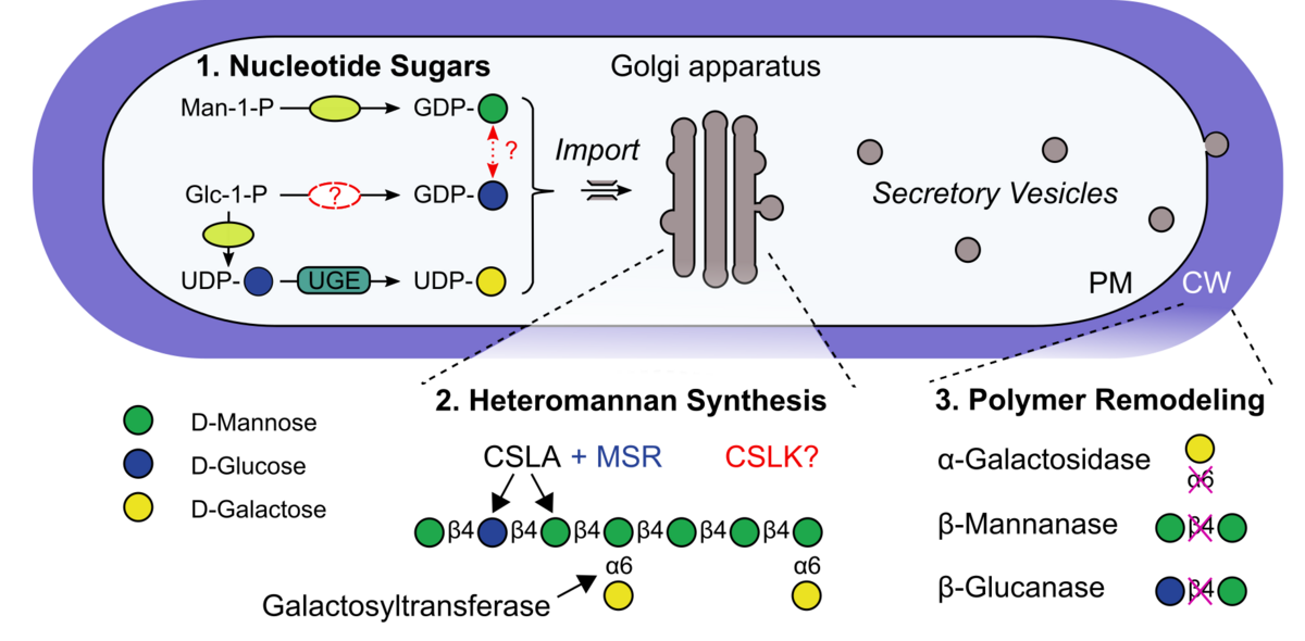 Figure 1 Key players in HM production