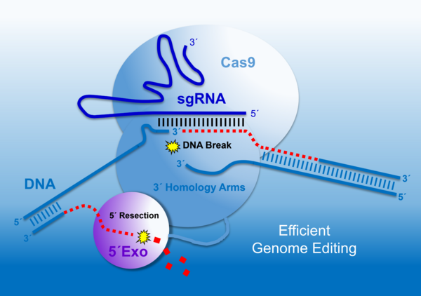 +++ News Ticker Science #170 +++ CRISPR +++