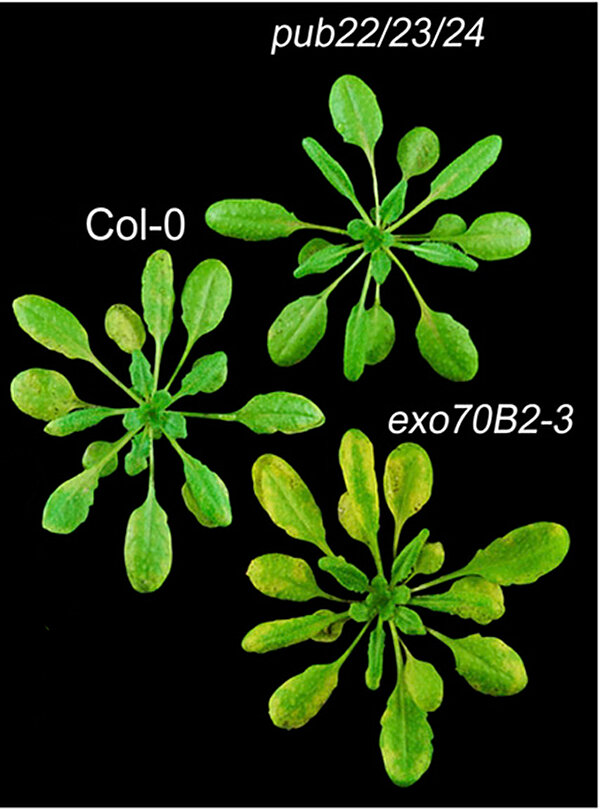 Plant immune response – ubiquitin regulates defense mechanisms